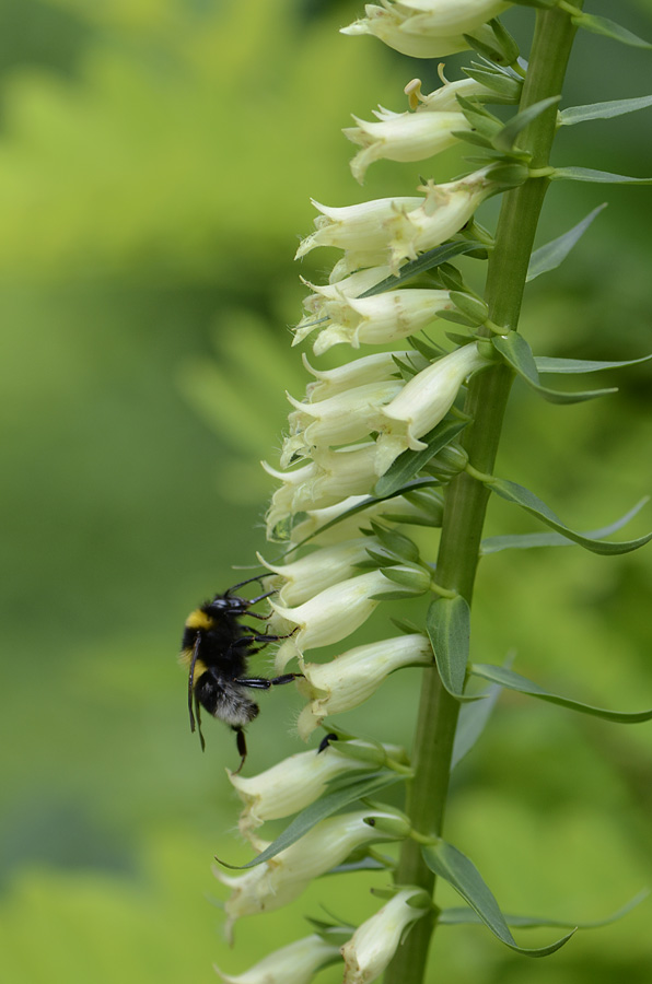 Digitalis lutea / Digitale gialla piccola